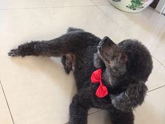 -宠颐生中康贝怡动物医院