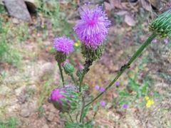 -遵化市禅林寺古银杏风景园