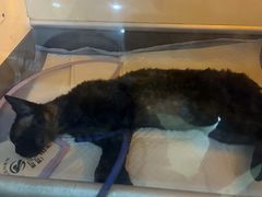 -瑞派宠物医院·中兽医专科(中央商城分院)