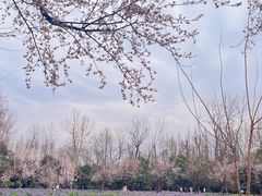 -上海滨江森林公园