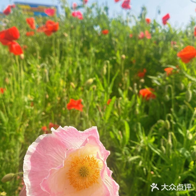 避开人潮享花海私景｜杭州超小众美照天堂