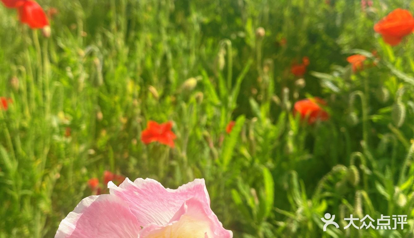 避开人潮享花海私景｜杭州超小众美照天堂