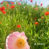 避开人潮享花海私景｜杭州超小众美照天堂
