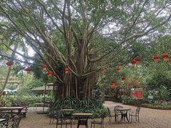 -海南热带野生动植物园