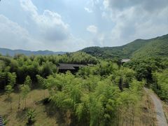 -大唐贡茶院