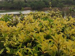 -华侨城湿地公园