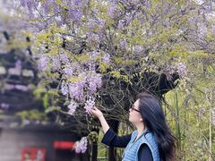 -黄海国家森林公园