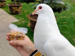 -真如寺