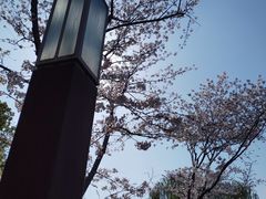 -顾村公园