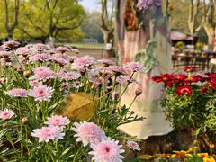 -上海共青森林公园