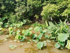 -上海滨江森林公园
