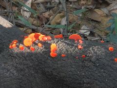 -黄埔油麻山森林公园