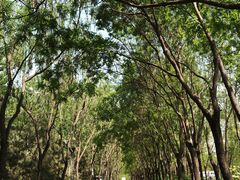 -大兴滨河森林公园