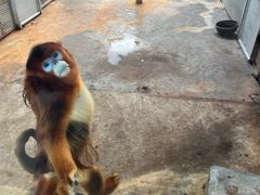 -西霞口神雕山野生动物世界