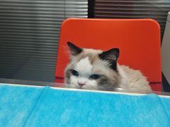 -伟伟宠物医院·CT影像中心·瑞派犬猫综合性门诊(汉口总院)