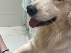 -有喵·猫咖·狗咖·30几只猫10只小狗(岗厦店)