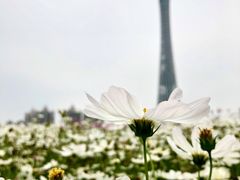 -海心沙亚运公园