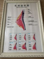 -成都伊贝丝美容美胸SPA会所