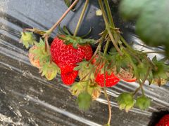 -胜丰草莓采摘园