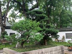 -上海醉白池公园
