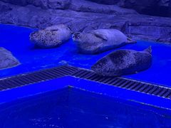 -上海海昌海洋公园