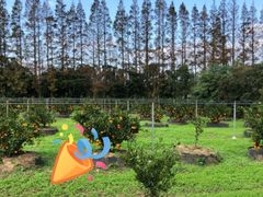 -前小桔亲子创意农场·草莓采摘·露营烧烤