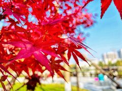 -西海子公园