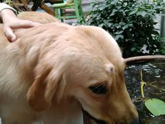 -荣耀金沙动物医院(清江西路店)