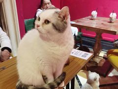 -猫色咖啡·猫咖