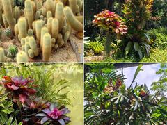 -深圳仙湖植物园