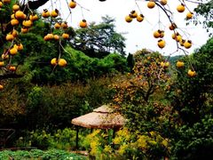 -如意山房柿子树下餐厅