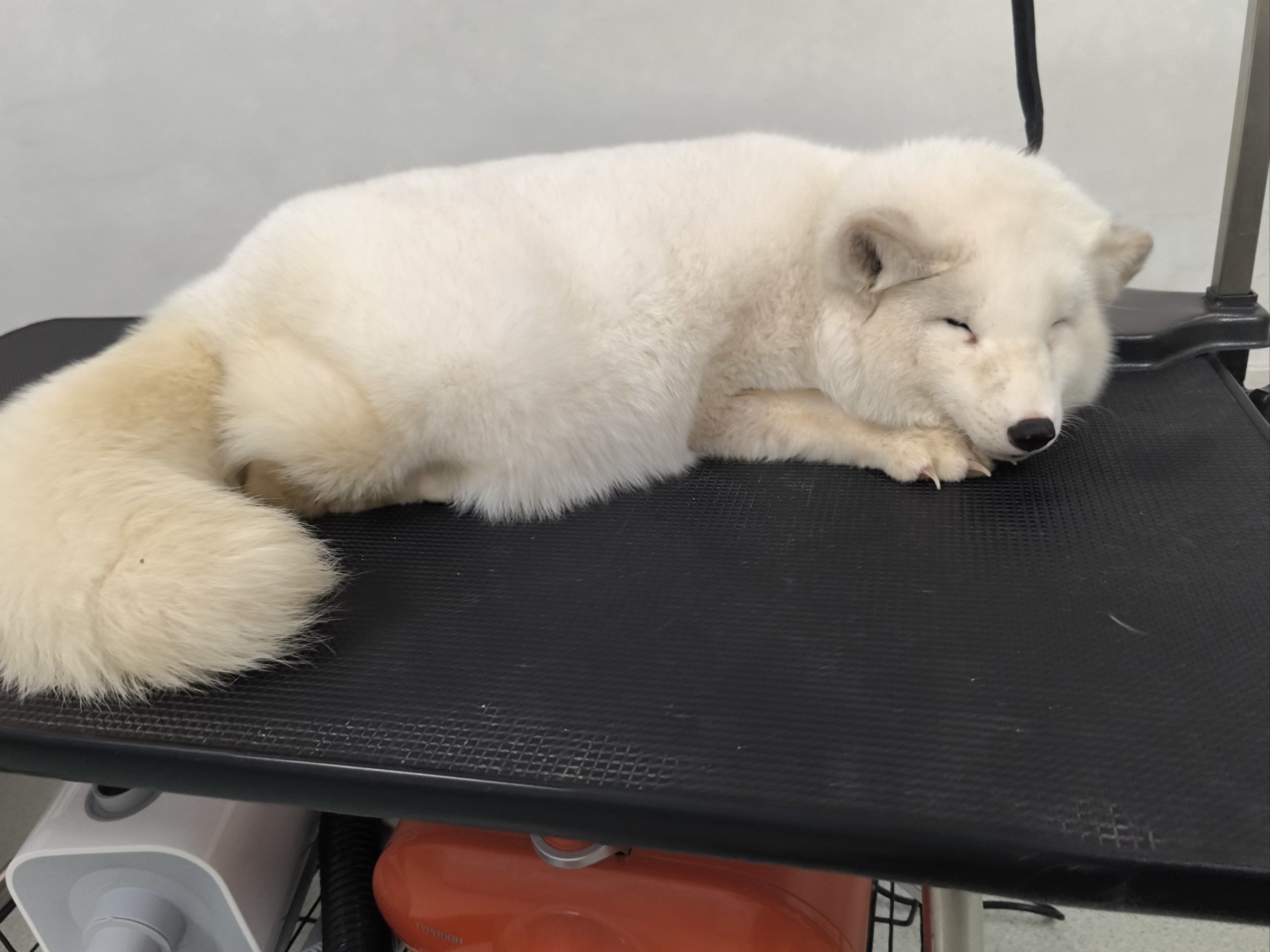 洗澡篇之第一次洗狐狸🦊