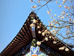 -梅花山(明孝陵内)