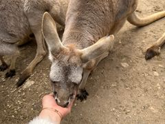 -可伦宾野生动物保护区