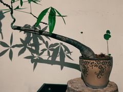 -成川茶店·潮汕工夫浓茶(万象店)