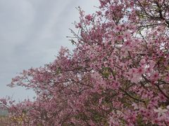 -天适樱花悠乐园