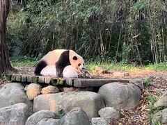 -广州长隆野生动物世界