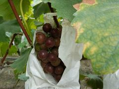 -马陆小张葡萄园农家乐