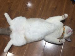 -绒爪撸猫下午茶·猫咖