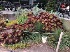 -墨尔本皇家植物园