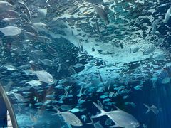 -上海海洋水族馆