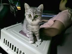 -瑞派福兴宠物医院犬猫全科·骨科·中西医结合(河东店)