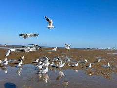 -东戴河风景区-止锚湾
