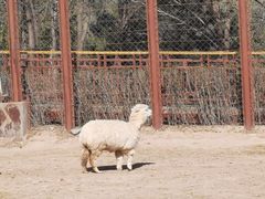 -青藏高原野生动物园