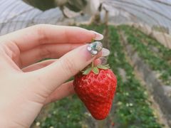 -聚缘草莓瓜果采摘基地(堵家村2店)