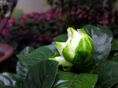 花蕾-大佛寺高级素食自助餐厅