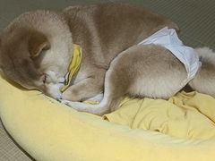 -逗柴咖啡屋·狗咖猫咖宠物桌游