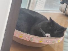 -佳怡动物医院·平价24小时·猫专科骨外科