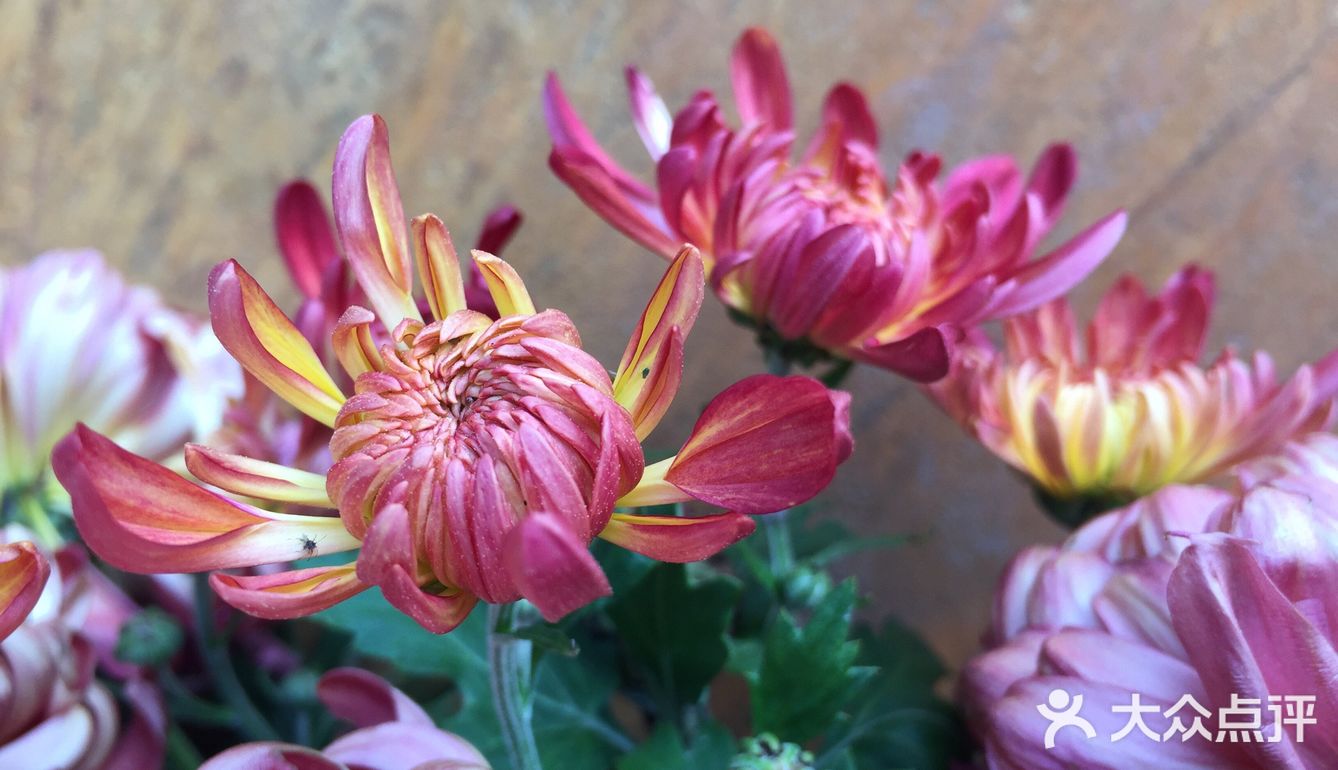 梅兰竹菊诗情画意——清风园（菊花盛开中）