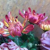 梅兰竹菊诗情画意——清风园（菊花盛开中）